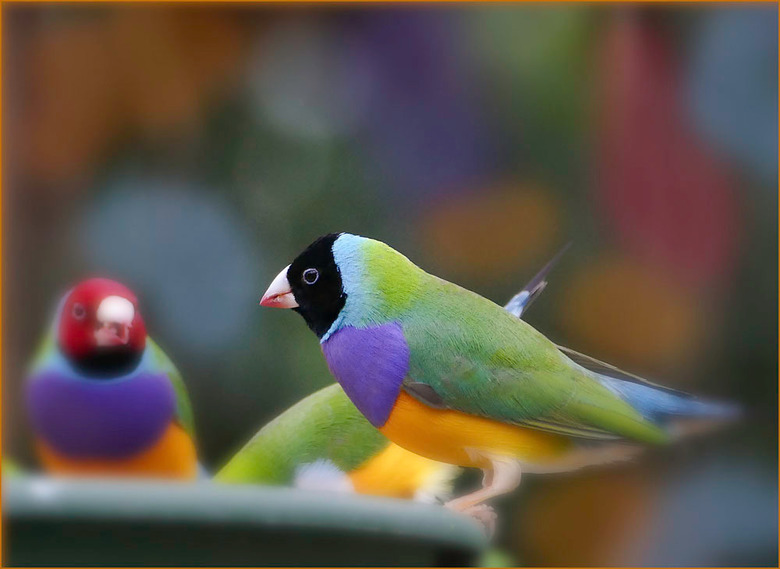 Volière beschermen tegen katten