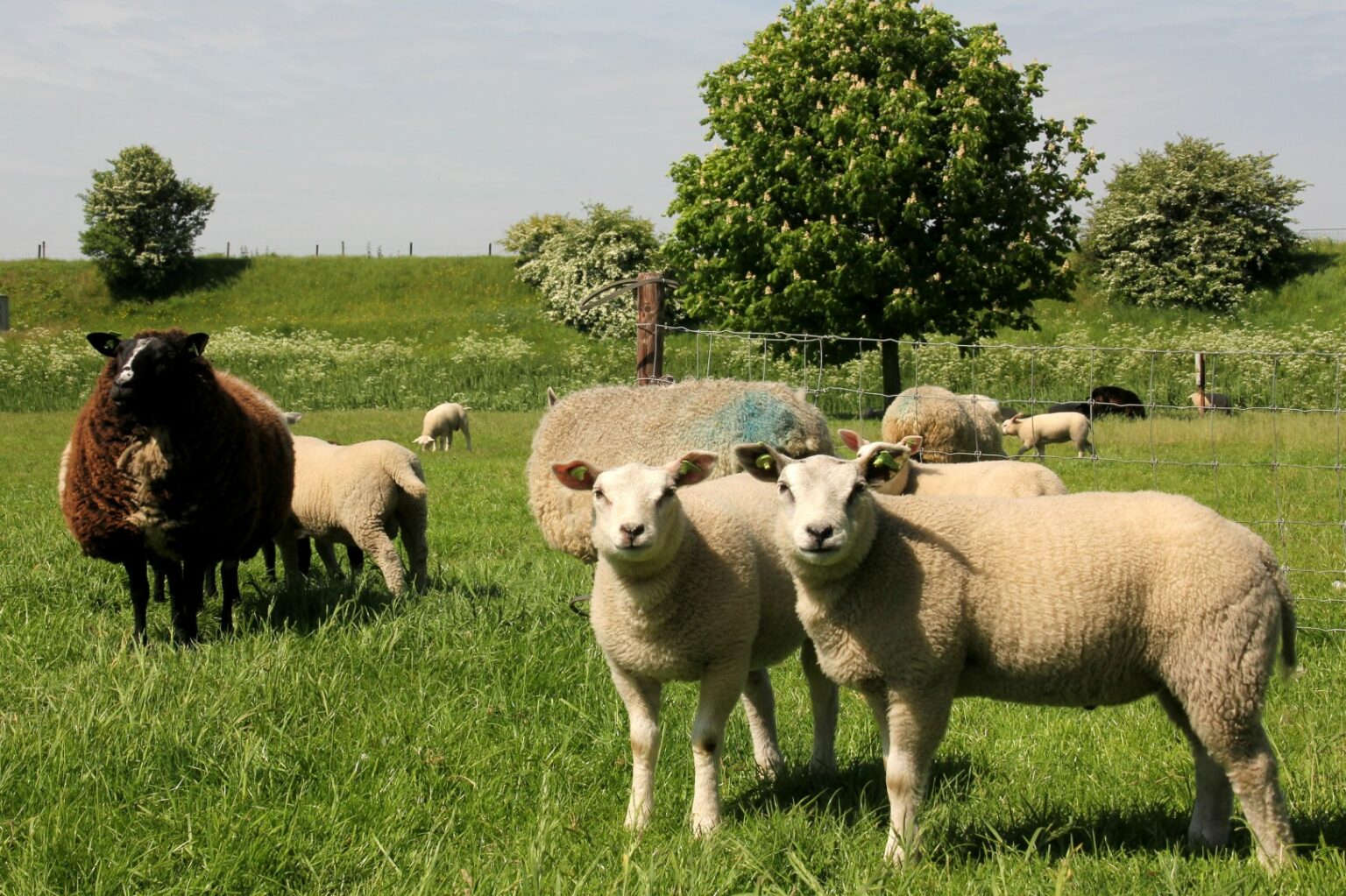 afrastering voor schapen