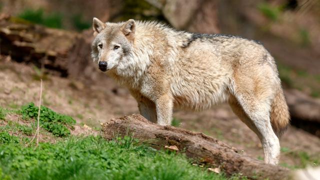 de wolf is bijna gevestigd in nederland is er ruimte voor zon roofdier 1