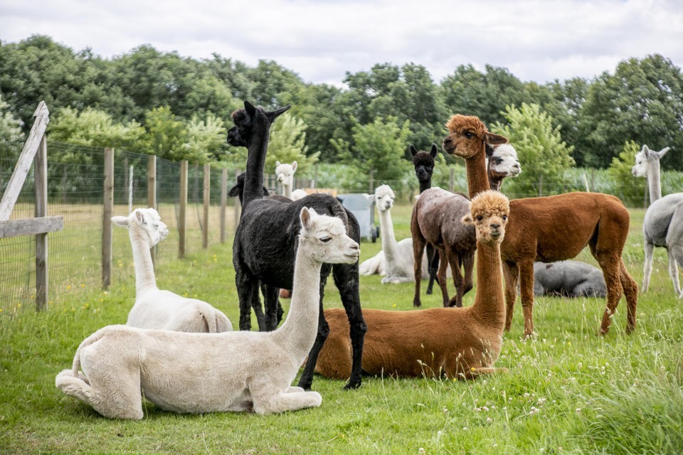 Afrastering voor alpaca's