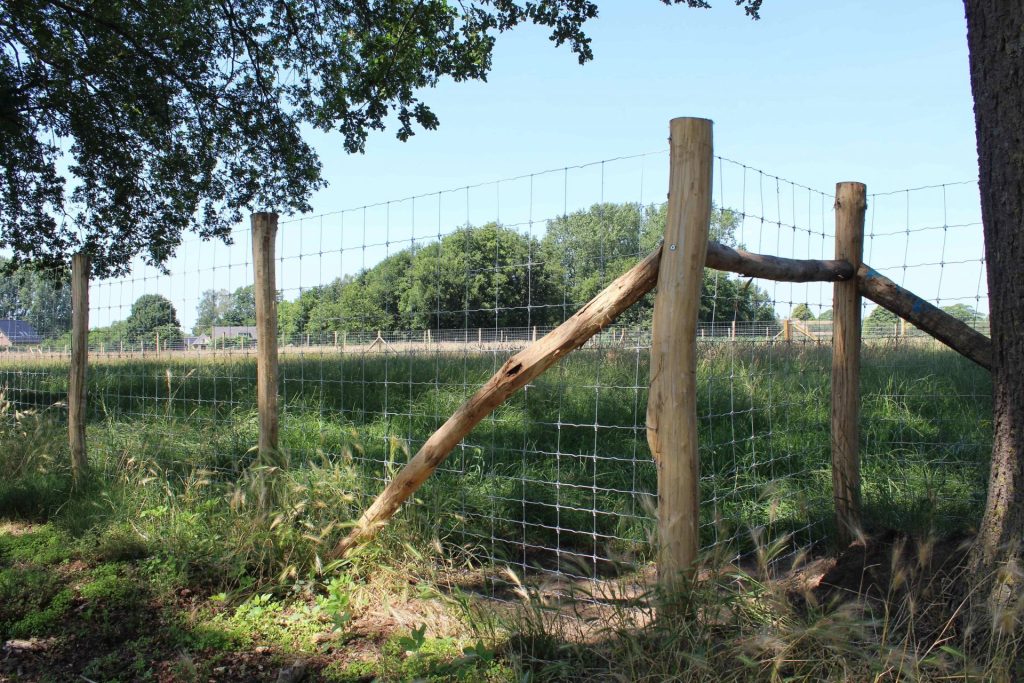 schapengaas voor alpaca's