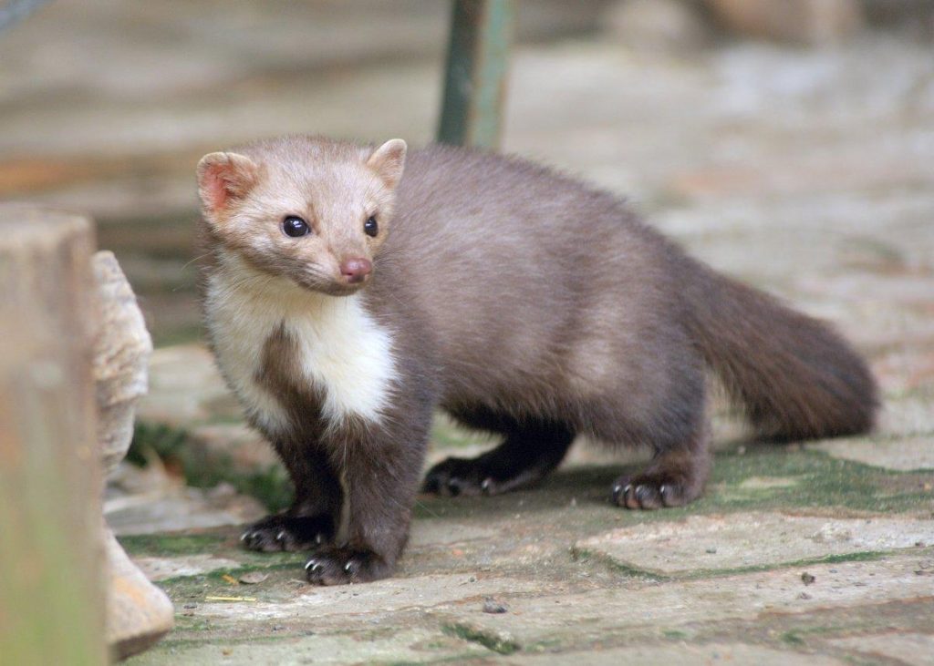 Steenmarters weren met schrikdraad