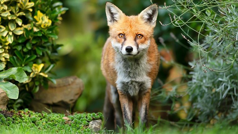 Elektrische afrastering tegen Vossen