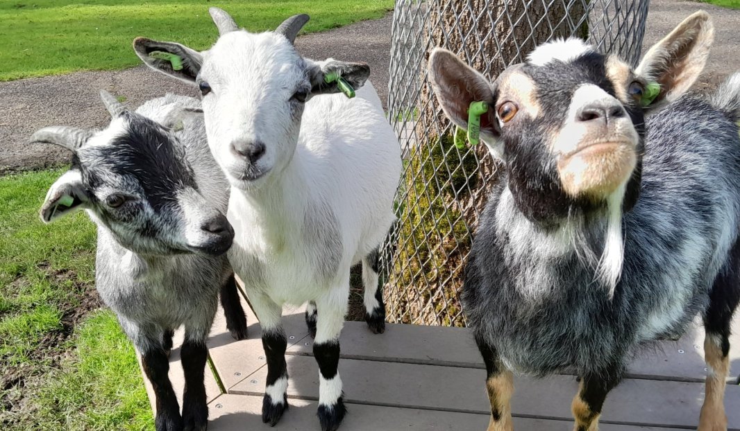 Afrastering voor Geiten | Schrikdraad Online