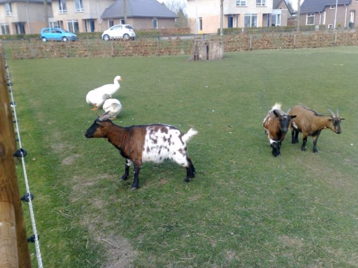 Welk schrikdraadapparaat is geschikt voor geiten?